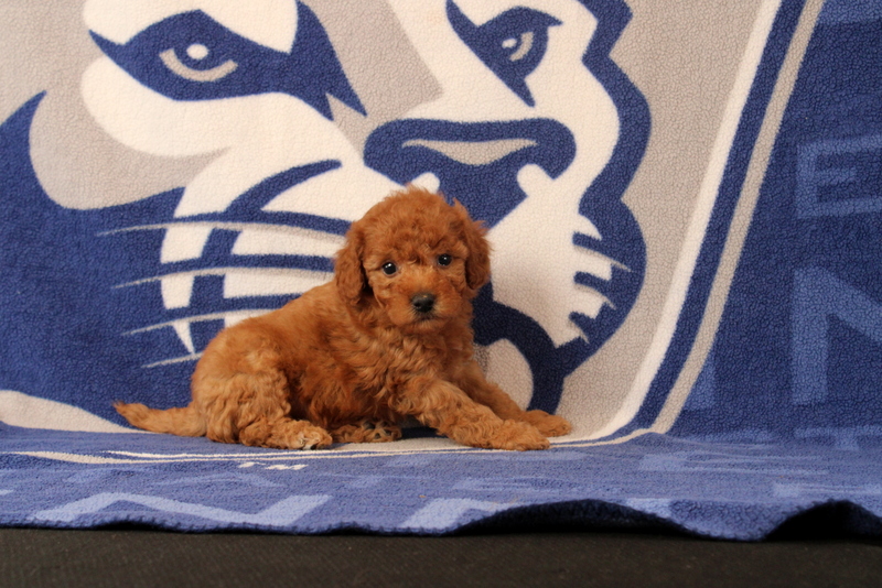 puppy, for, sale, Mini Goldendoodle F1B, Matthew B. Stoltzfus, dog, breeder, Gap, PA, dog-breeder, puppy-for-sale, forsale, nearby, find, puppyfind, locator, puppylocator, aca